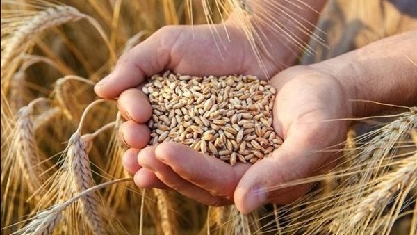 غرفة صناعة الحبوب: مخزون القمح يكفي لأكثر من 6 أشهر